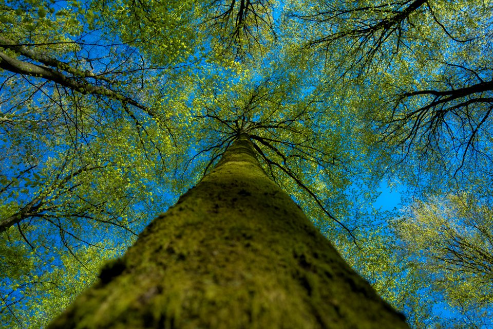 Tree trunk, Sky, Treecrowns
