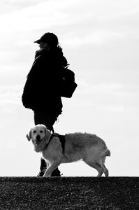 Beach labrador dog runs photo