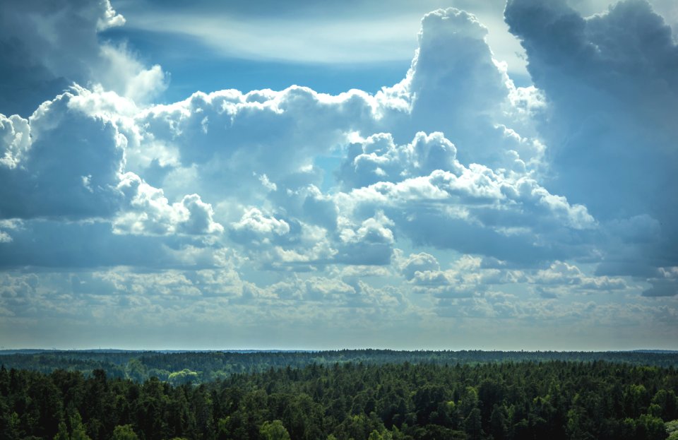 Sunny, Summer, Forest
