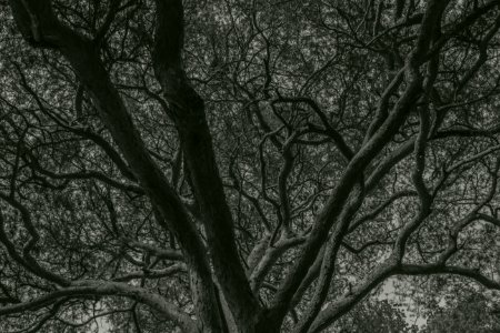 Tree, Crown, Branches