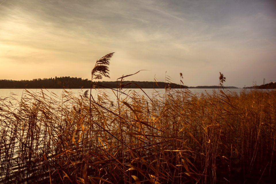 Lake, Reed, Sunset