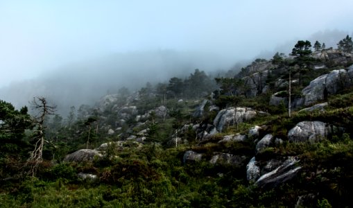 Forest, Mist, Mountain photo