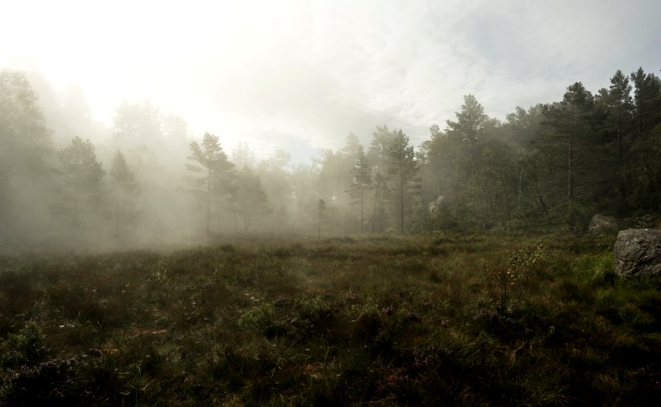 Trees, Swamp, Forest