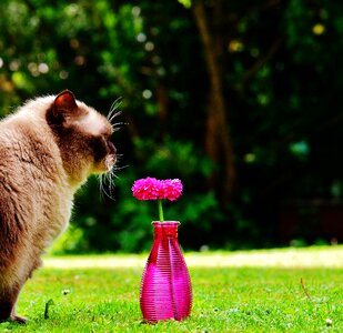 Decoration pink cat photo