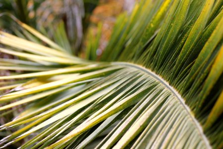 Palm tree, Leaf, Palm
