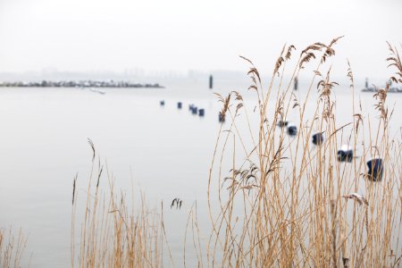 Fog, Water, Reed