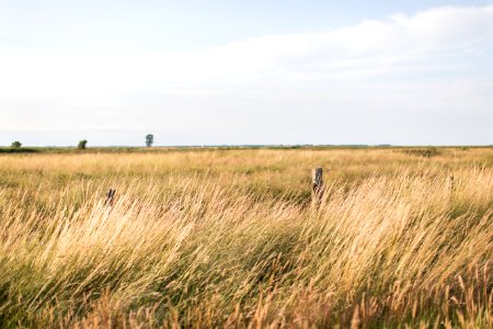 brown grass field under white clouds photo