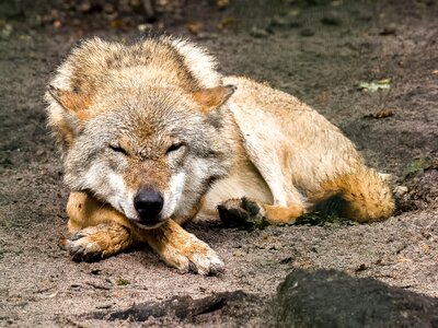 Animal predator mammal