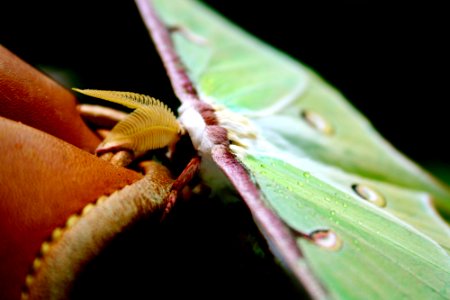 Wings, Macro, Luna moth