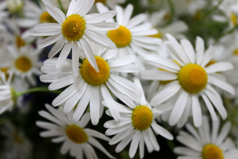 Bouquet chamomile camomile