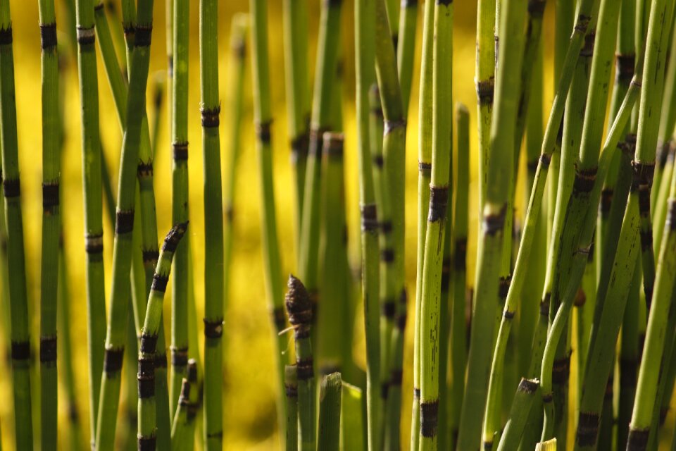 Field horsetail puzzlegrass pattern