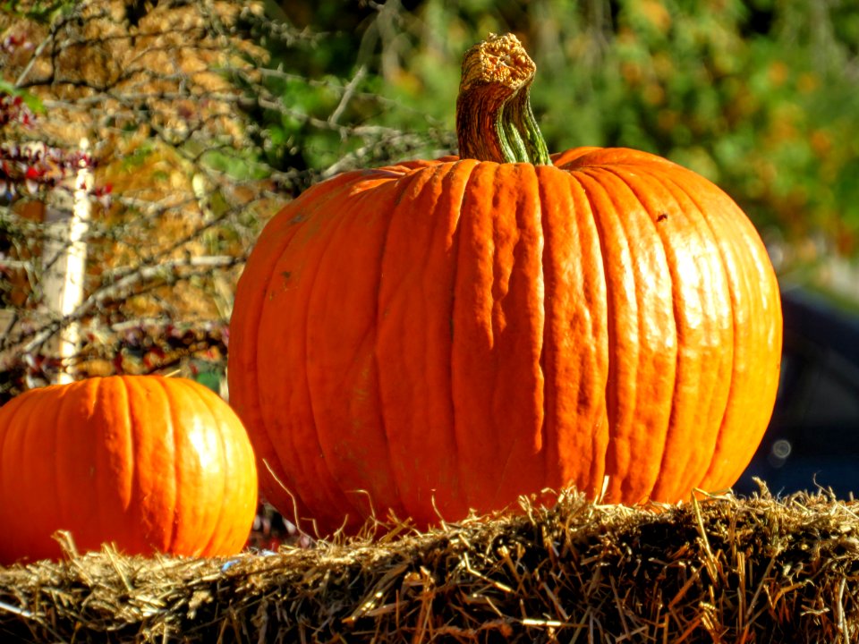 Hollis, United states, Autumn