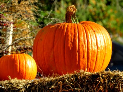 Hollis, United states, Autumn