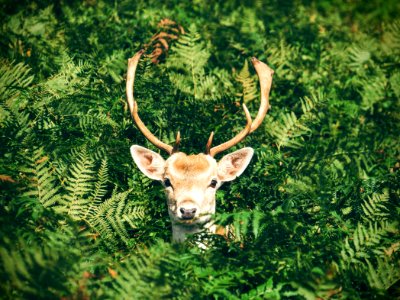 brown and white deer surrounded by green plants photo