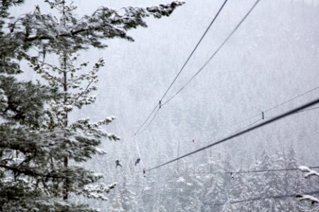 trees coated with snow photo