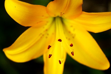 Nature, Lily, Flower photo
