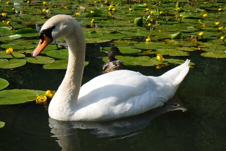 Bird white lake