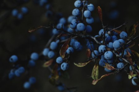 Fruit, Tree, Forest