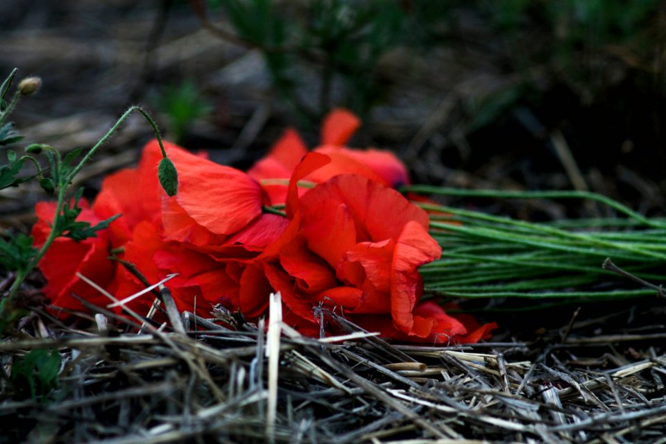 Nature, Red, Flower