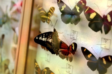 Zoo, Nature, Butterfly