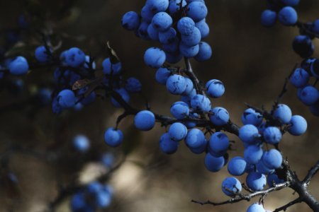 selective focus photography of blue berries photo