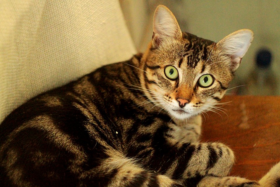 Animal, Cat, Nature