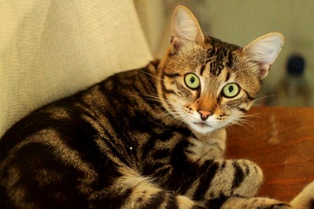 Animal, Cat, Nature