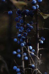 Nature, Fruit, Forest