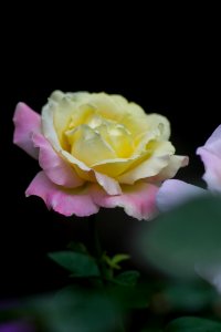 Flower, Rose, Nature