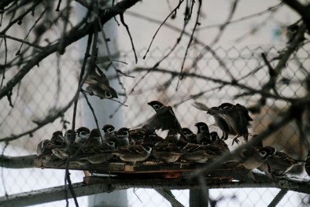 Nature, Winter, Bird