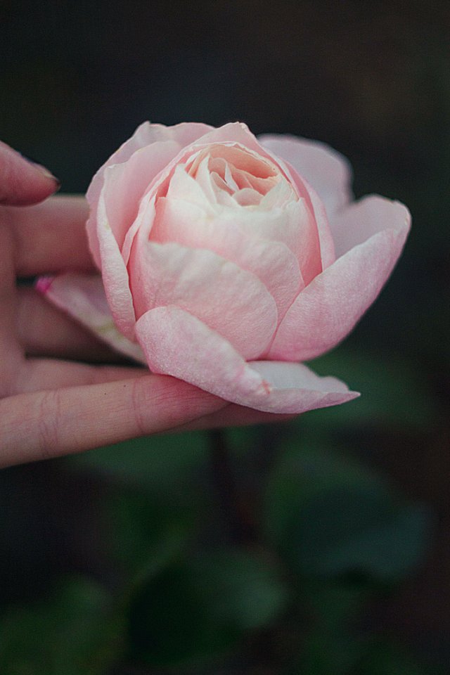 Flower, Nature, Rose