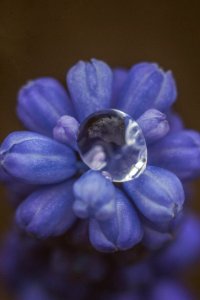 Drop, Nature, Flower