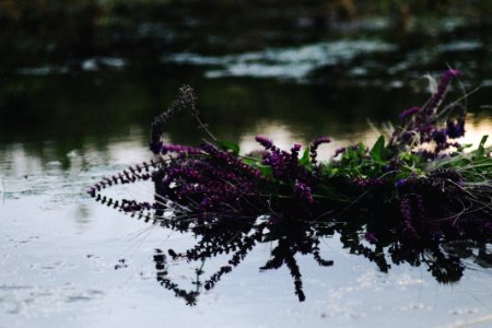 Ivanakupala, Tradition, Flowers