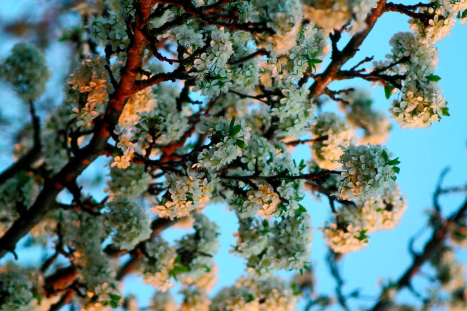 Flowers, Tree, Nature