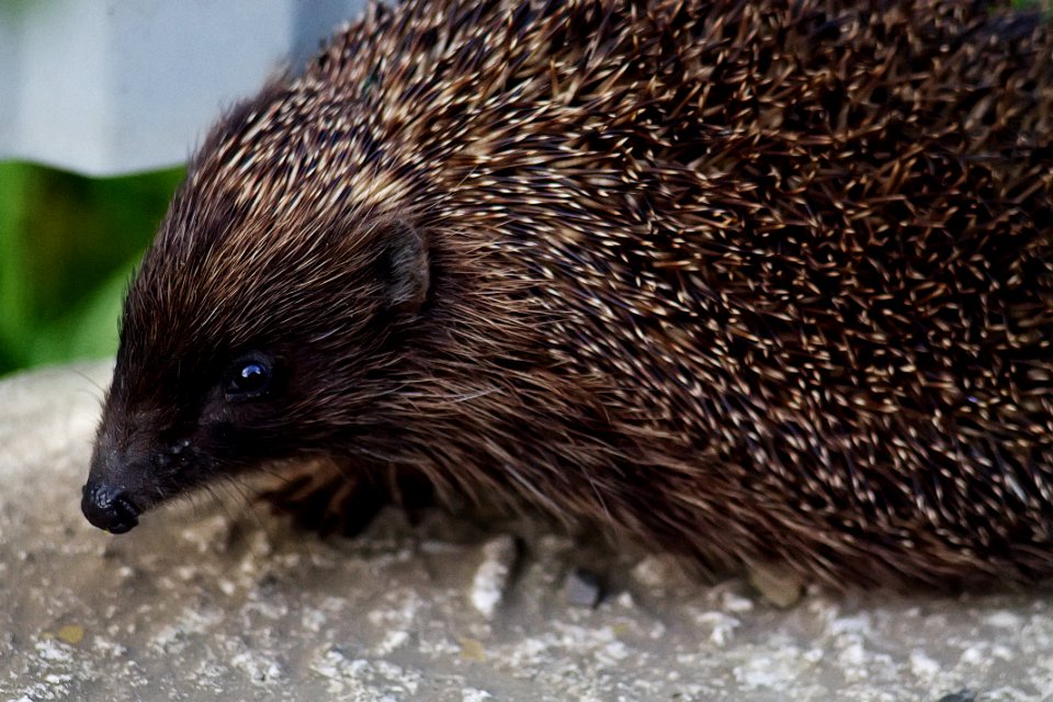 Nature, Hedgehog, Animal