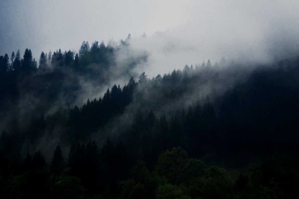 photo of green forest under dark sky photo