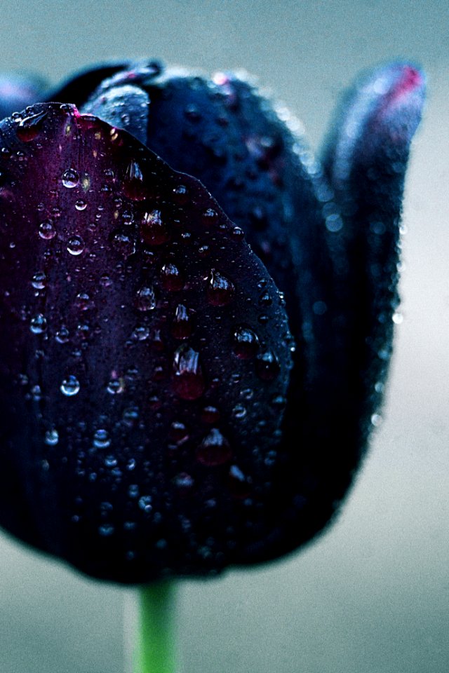 A wet flower bulb.