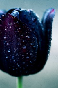 A wet flower bulb.
