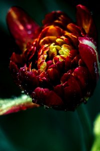 Flower, Nature, Tulip