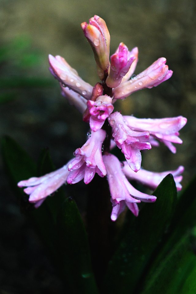 Flower, Hyacinth, Nature photo