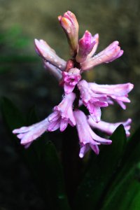 Flower, Hyacinth, Nature photo