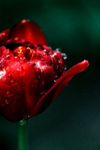 Flower, Red, Nature