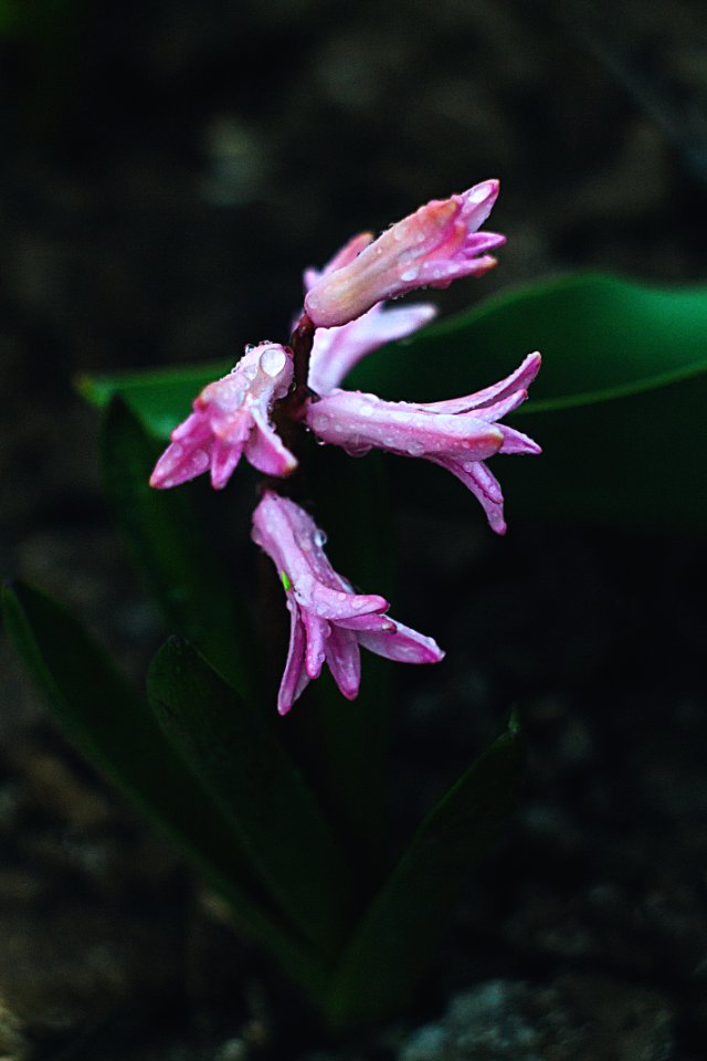 Flower, Waterdrop, Hyacinth photo