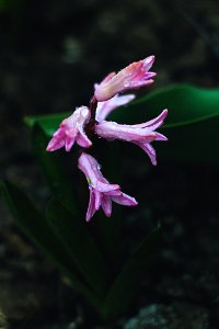 Flower, Waterdrop, Hyacinth photo