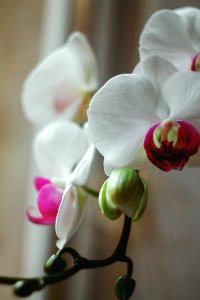 Orchid, Flower, Nature