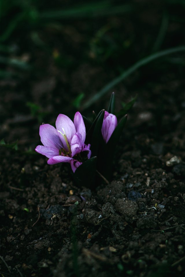 Nature, Bee, Crocus