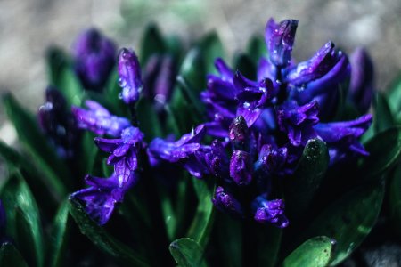Flowers, Hyacinth, Spring photo