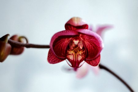 Flower, Decoration, Nature