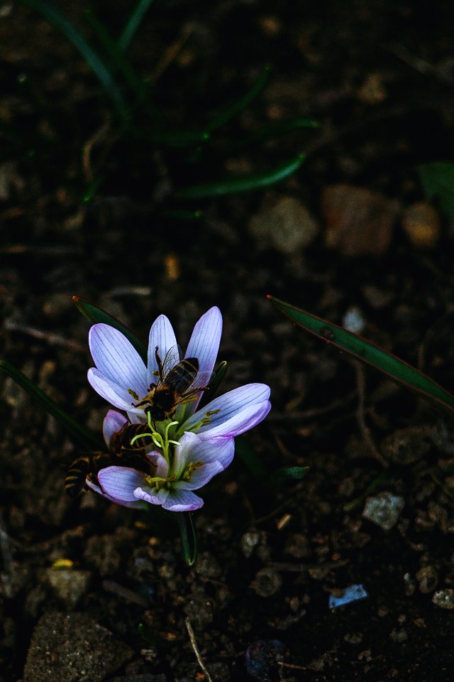 Beauty, Crocus, Saffron