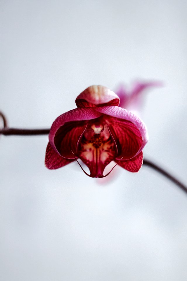 Flower, Beauty, Orchid